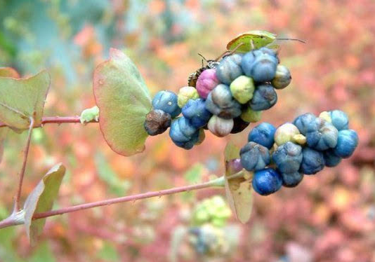 乡间一种奇特藤草叶片上长果实毒蛇见了都躲着走价值高
