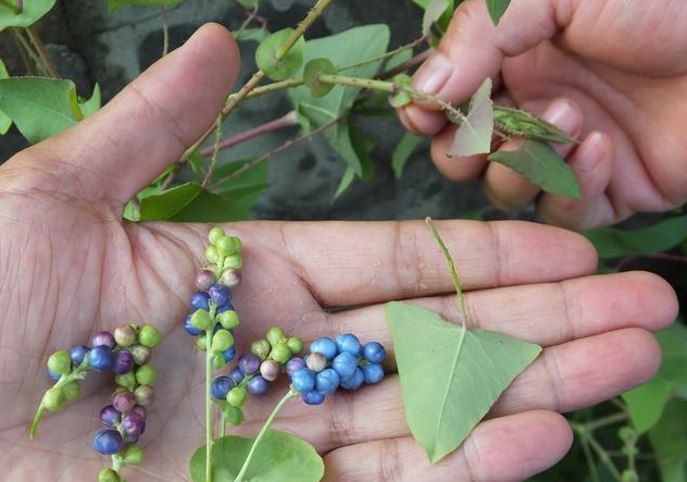 乡间一种奇特藤草叶片上长果实毒蛇见了都躲着走价值高