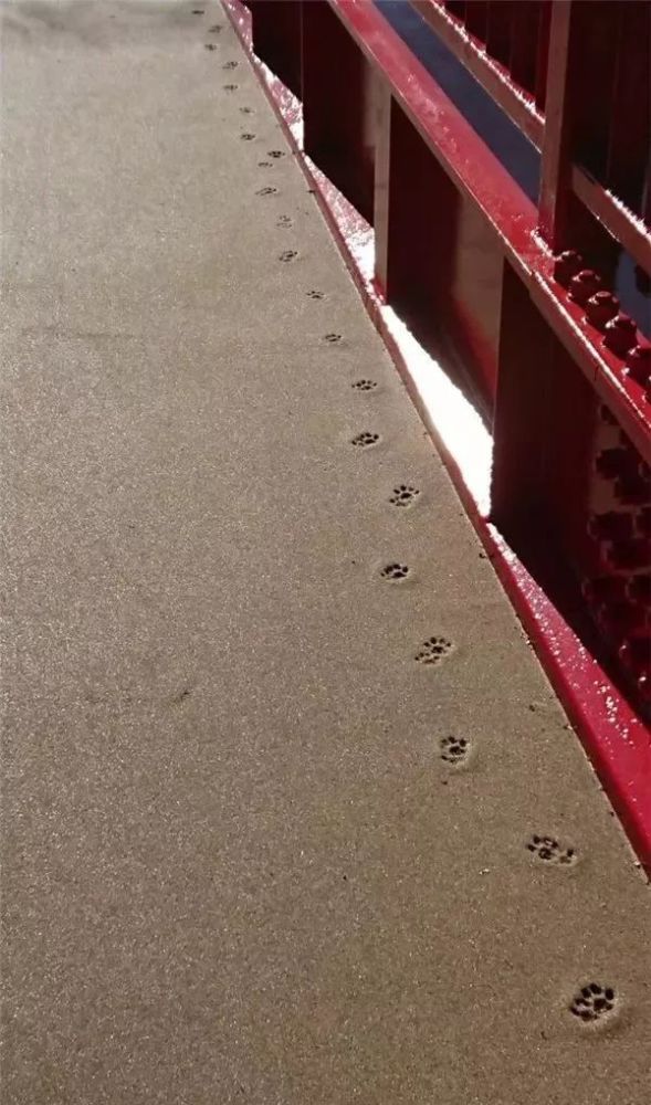 看着这一连串梅花脚印走向远