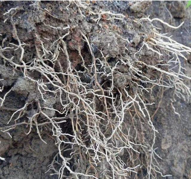 果树根系养护有诀窍,深入了解根系生长环境,做好这三件关键事