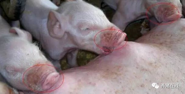 母猪无乳症图片