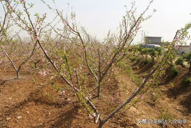 針對結果桃樹y形用好這些招結出好果不用愁