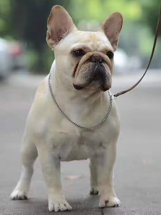 法国斗牛犬掉毛怎么办 做好这几点很重要 腾讯新闻