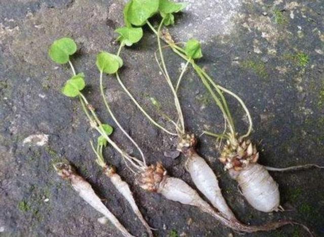 河岸上,有1种值钱的"野草",被称为"三叶酸",好看,珍贵!