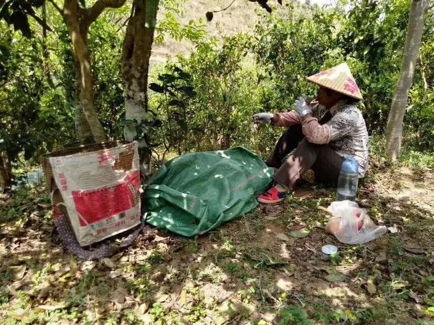 2020普洱茶排行_2020年普洱茶市场热点依然是古树茶？