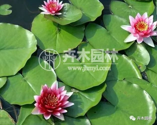 春季栽植睡莲苗成活率怎么样