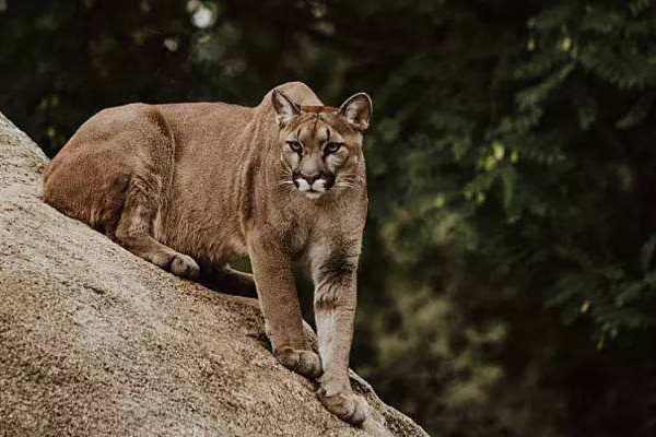 古代猛兽彪是何物可轻松杀死老虎2005年后我国仅拍到3次