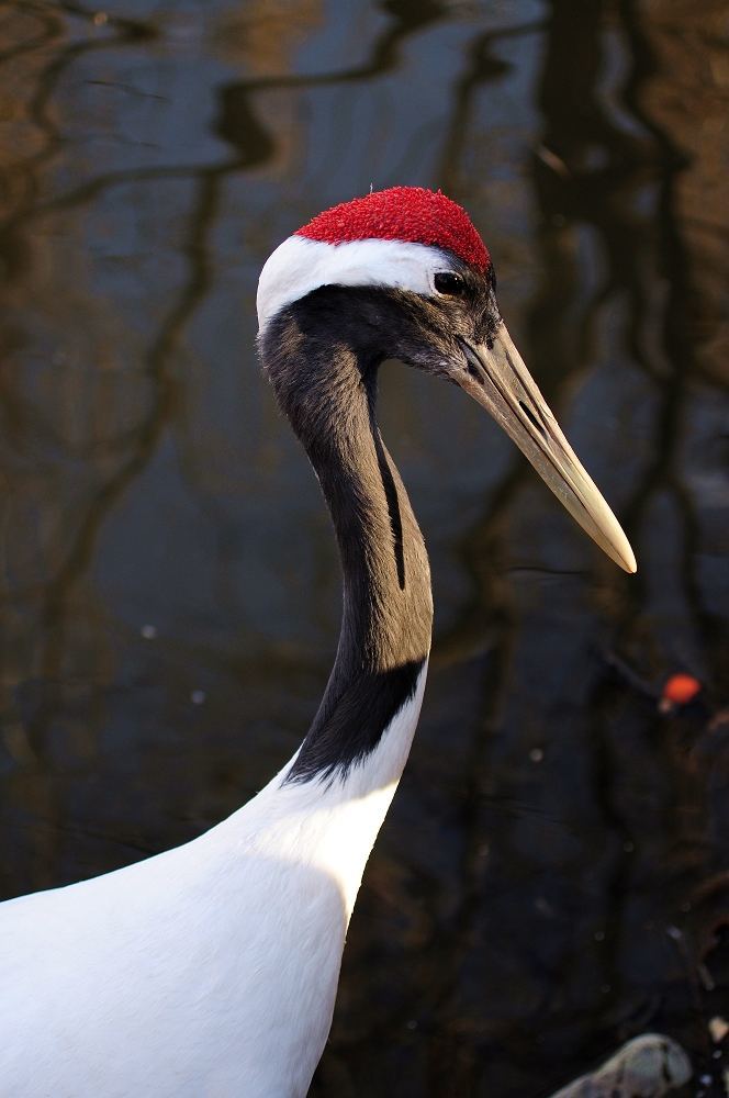 而下面的各个官员分支的文绣也大有不同,一品官员的文绣上就是仙鹤