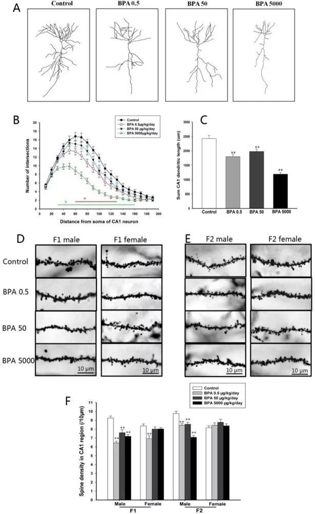 圖 5. bpa 暴露對子代小鼠海馬樹突狀結構發育的影響.