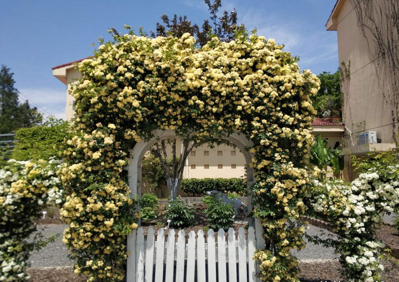 黄木香做花园拱门也非常漂亮呢,每年4～6月开花,花期大概能维持90天
