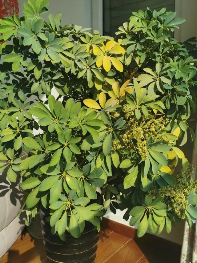 家里养棵健康树,杀菌去异味,空气清新身体好!