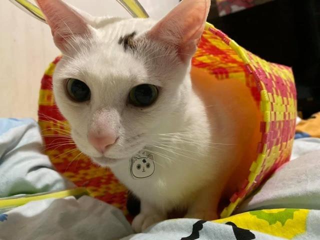 猫奴用天然 毛料 制口罩被网友 哄抢 幽默回应 猫没毛掉了 腾讯新闻