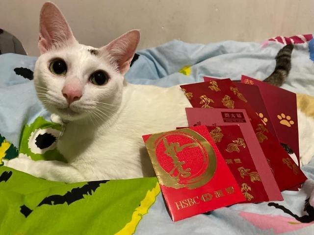 猫奴用天然 毛料 制口罩被网友 哄抢 幽默回应 猫没毛掉了 腾讯新闻