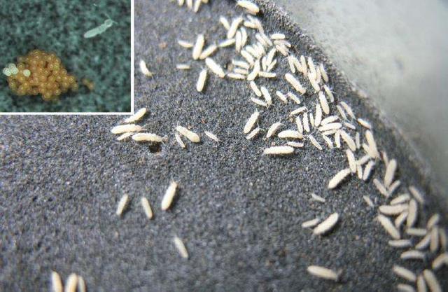 螨虫危害食用菌的端虫种类较多,常见的有速生薄口蜡,腐食酪期,害长头