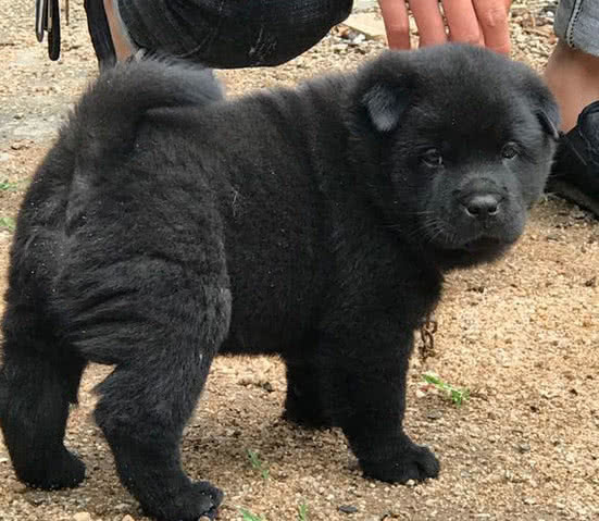 男子市场上被黑狗吸引 花高价将其买下 邻居却嘲笑我被骗了 狗狗 土狗 黑狗