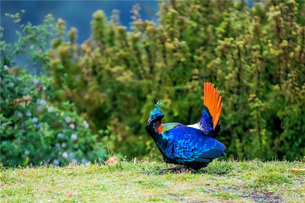 西藏出现九色鸟身披彩色羽毛夏天雨雾中跳舞冬天风雪中觅食