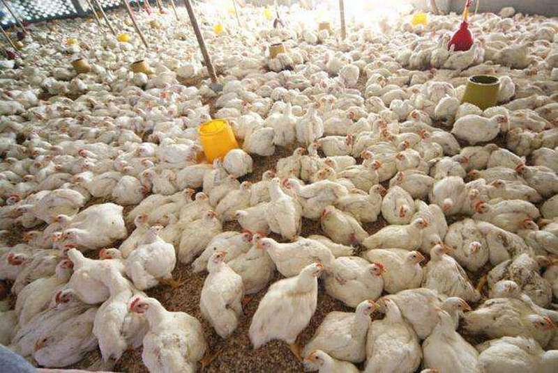 多地严重滞销养殖户低价贱卖如今市场恢复会像猪价上涨吗