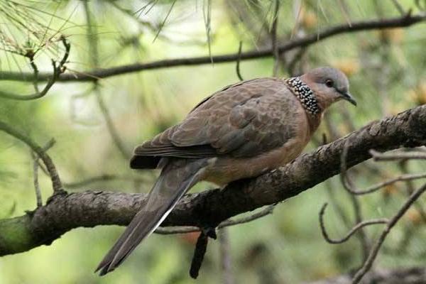 四川常見的野生動物名單野雞是二級保護動物豬獾不能抓