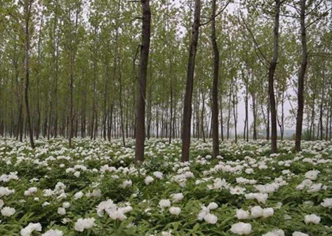 您了解黄淮地区杨树林下常套种的4种药材吗应如何选择种植呢