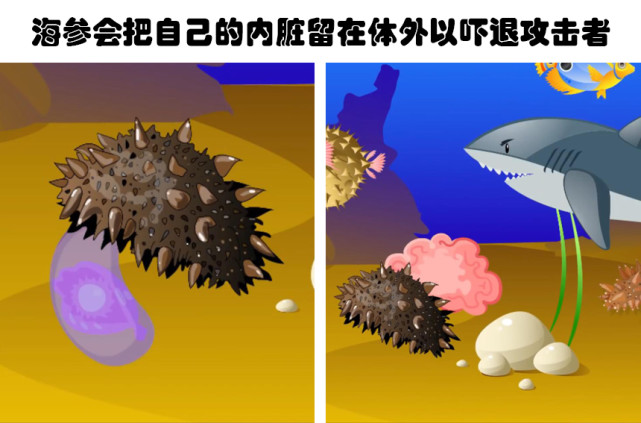 3,海参会把自己的内脏留在体外以吓退攻击者海星可以用胃部遮住猎物