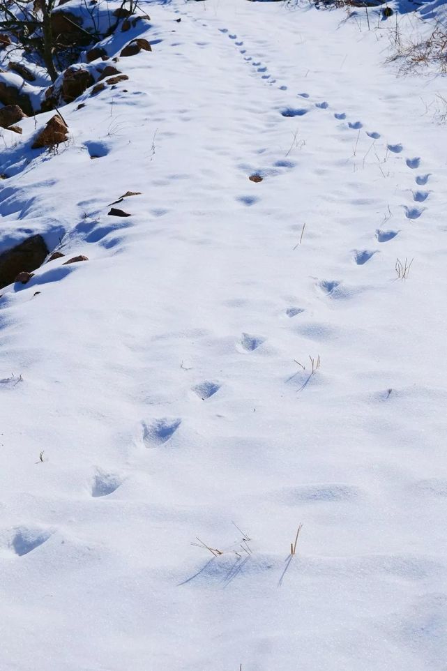 一串野兔的脚印,山楂树的影子投在雪地上攻占前方的山头出发