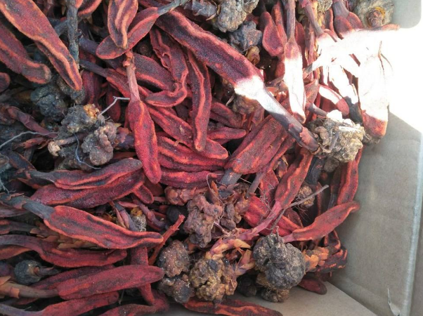 当然,草苁蓉也并非毫无价值,相信很多家附近长有这种植物的朋友都有用