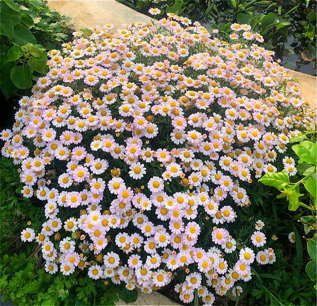 我是愛養花的立夏,如果你也喜歡養花,歡迎關注立夏園藝,和我一起享受