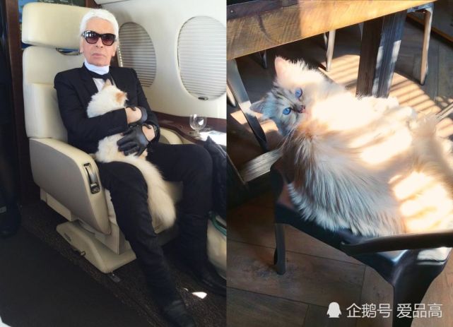 卡尔拉格斐走了一年了老佛爷的宠物猫choupette生活依旧奢华