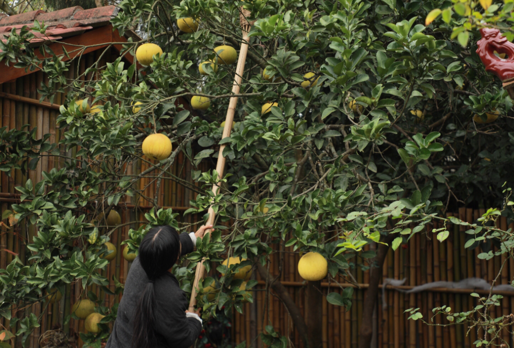 助理曝光李子柒菜园,去掉滤镜后仙气全无,反获好评:实力圈粉