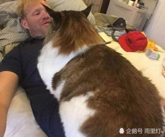 世界上最大的猫长什么样 网友 手感应该很好 腾讯新闻