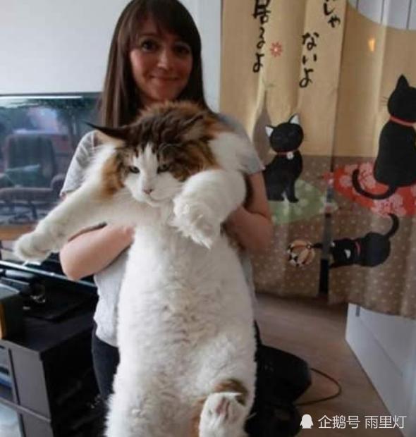 世界上最大的猫长什么样 网友 手感应该很好 猫咪 Samson 缅因猫
