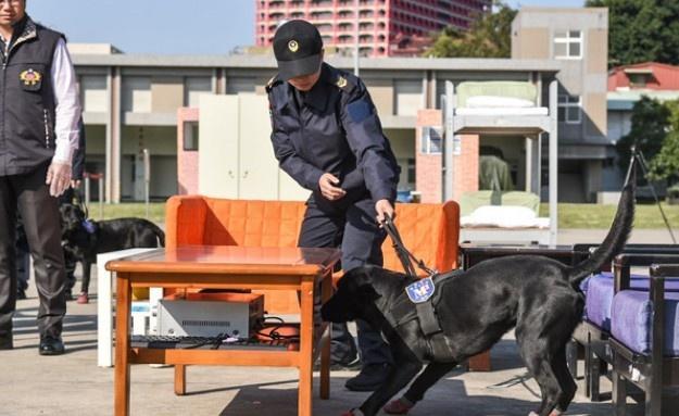 缉毒犬拉拉工作超专业 下班竟秒变撒娇黏人精 巨大反差萌翻众人 缉毒犬 警犬 拉布拉多 德国牧羊犬