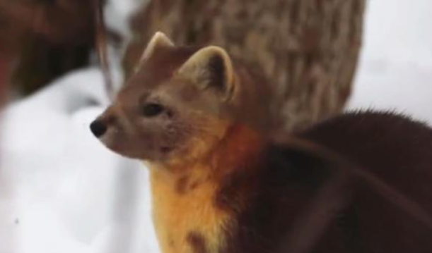 吉林藏着 珍世3宝 个个都长得极其可爱 可惜不能随便养 腾讯新闻