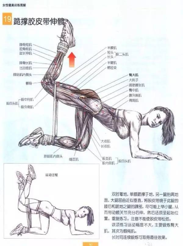 臀桥锻炼肌肉图解图片