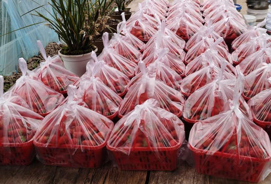 村民2万斤草莓滞销党员干部当推销员帮忙销售一空