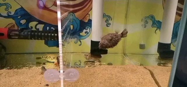 从丑变萌,能陪你十几年的毛毛狗头鱼,值得入手吗|狗头鱼|毛毛