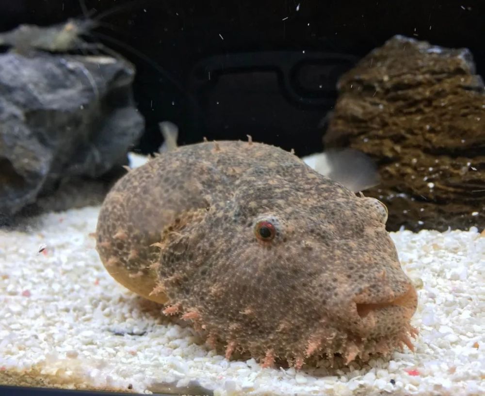 从丑变萌,能陪你十几年的毛毛狗头鱼,值得入手吗_腾讯新闻