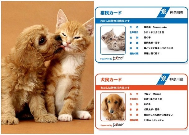 日本神奈川推出 猫狗身份证 可让其名正言顺拥有公民身份 日本 猫狗