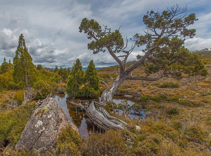 澳大利亚大火之后,植被开始复苏,然而这才是悲剧的开始!