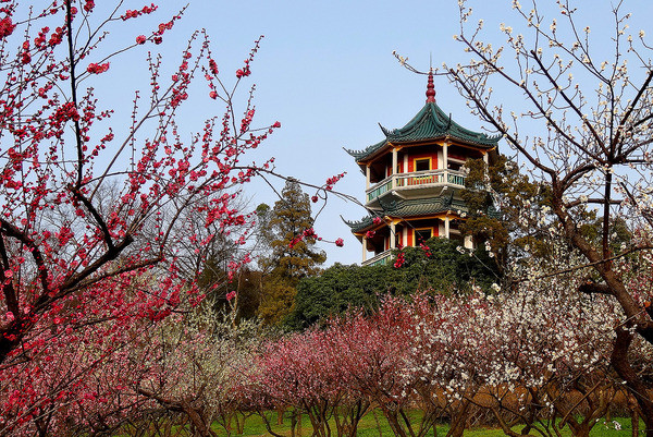 梅园上海淀山湖梅园内建有运用中国传统园林艺术再现的红楼胜景大观园