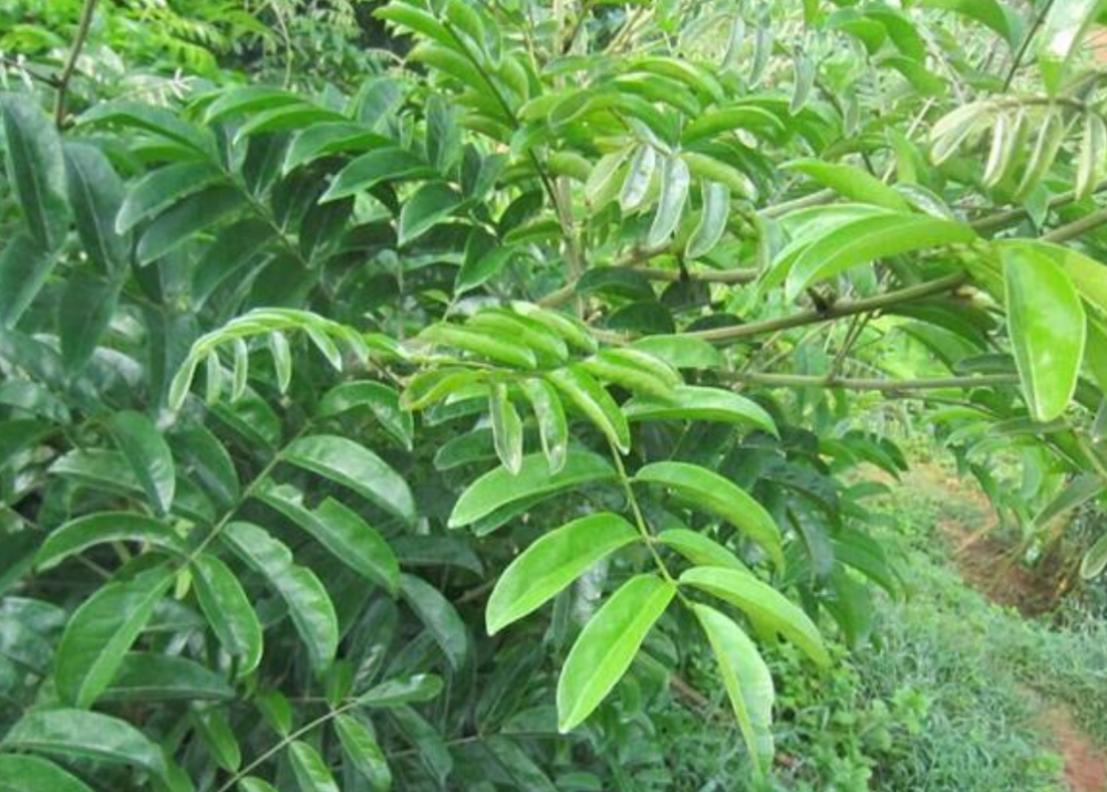 怎样种植牛大力?什么时间播种好?