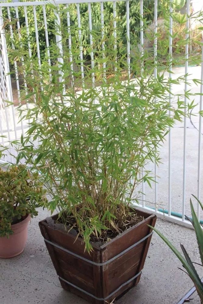 在家里养盆栽竹子,也有很多需要讲究的地方,不能乱养