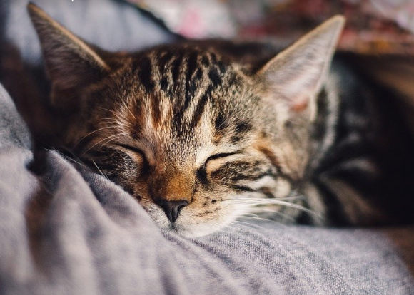 抱猫占星双子座年运势 财运好转 注重健康 腾讯网