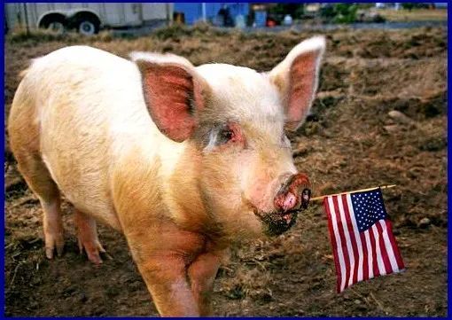 重磅:美国猪要来了