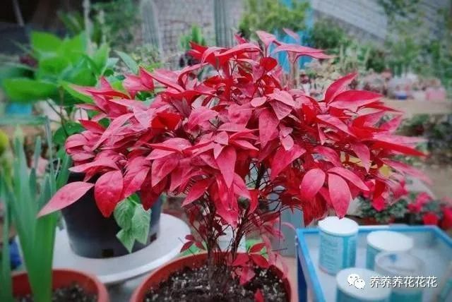 南天竹养护 3部曲 做好了 蹭蹭窜小芽 一年分生好几盆 腾讯新闻