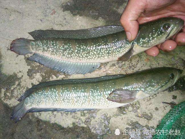 野生的称星鱼,在野外的生存在强,为何农村越来越少呢?