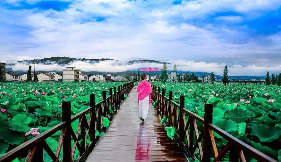 萍鄉市蓮花縣荷花博覽園(國家4a級旅遊景區)no.