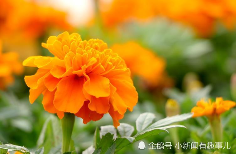 从2月24日开始运势爆棚 会财源广进 富贵相伴的星座 腾讯新闻