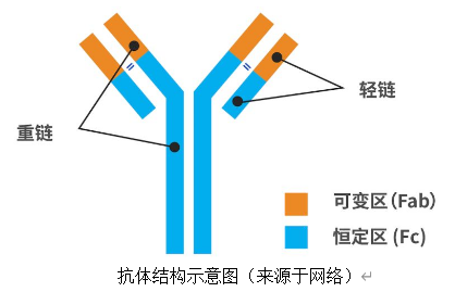 新冠感染抗体检测带来的临床问题