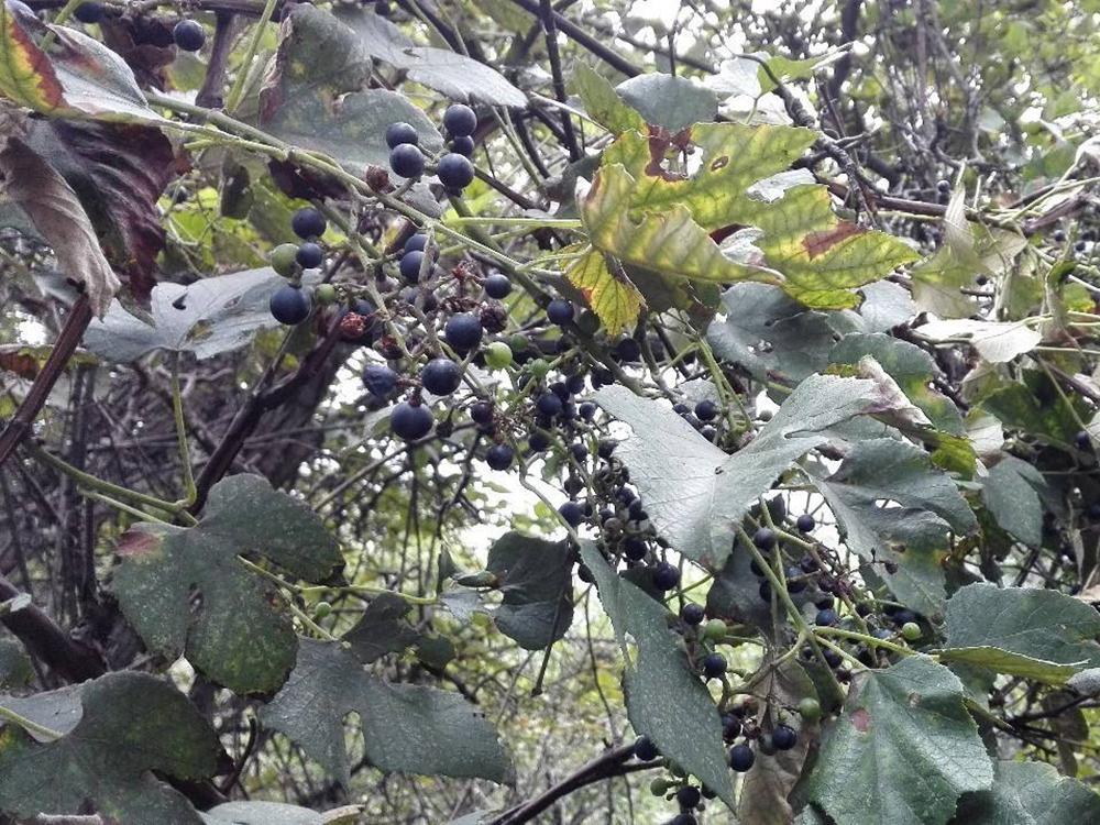 山里一种"葡萄",见到可别错过,现在很稀罕,用来煮粥很好吃_腾讯新闻